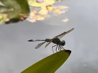 The Arboretum State Botanical Garden of Kentucky