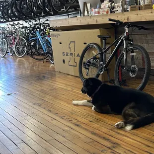 Shop dog