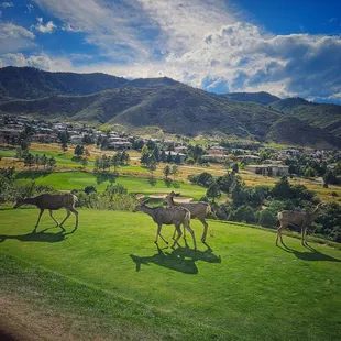 Animals on the Ravenna COuntry CLub Golf Course