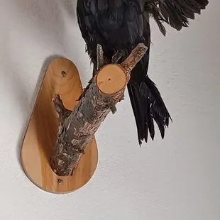 Raven's Nest