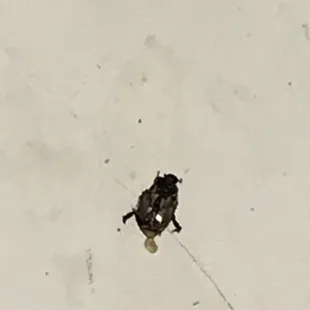 Bug fell from the ceiling.