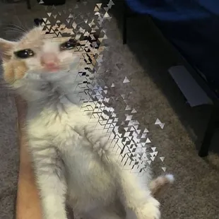 a white cat with a spiked head