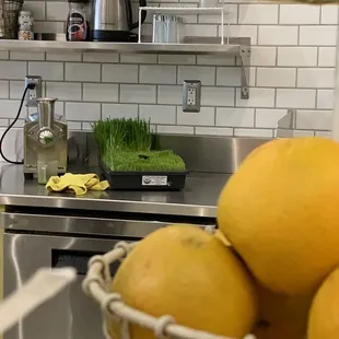 How cool is live wheat grass that they ship off. It's the gift that keeps on giving!