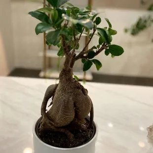 Lots of Plants inside.