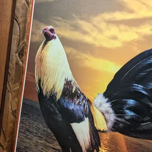 Big cock