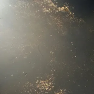 This is their floor... not my cup of tea for a restaurant