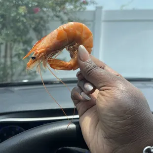 @kurlykonnoisseur| head on shrimp