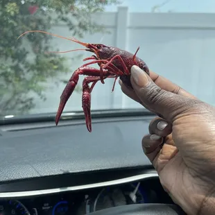 @kurlykonnoisseur| crawfish