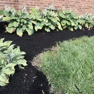Hostas and black mulch from garden center.