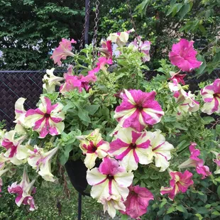 One of many great baskets I got there at 1/4 the price of another nursery!