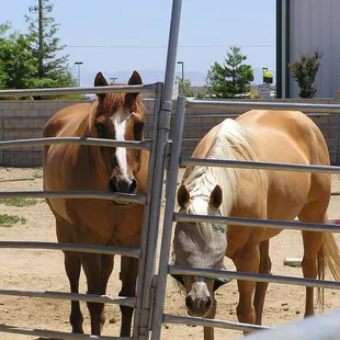 A few of our Resident Lesson horses.