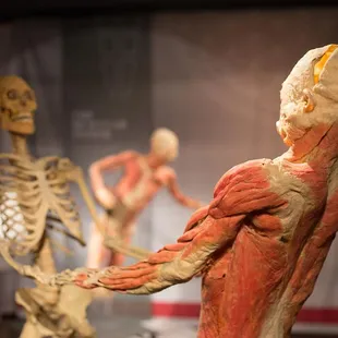 Experience real human bodies presented in dramatic and compelling environments at REAL BODIES at Bally&apos;s.