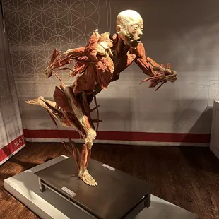 Display of the musculoskeletal system