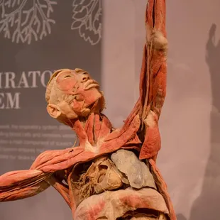 Experience real human bodies presented in dramatic and compelling environments at REAL BODIES at Bally&apos;s.