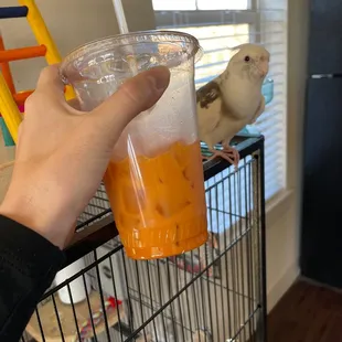Thai Iced Tea  Bird