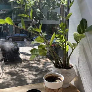 a cup of coffee and a plant on a window sill