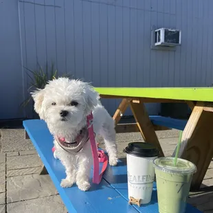 a small white dog sitting on a blue picnic table