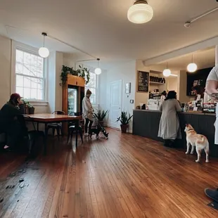 Interior, with dogs!