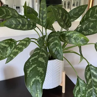 My favorite plant babies are from Reap &amp; Sow, they are thriving and bring me joy!!