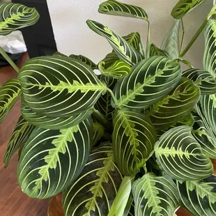 This beauty is loving life still, after 6 months of my NON green thumb. Reap &amp; Sow has some kind of plant magic going!