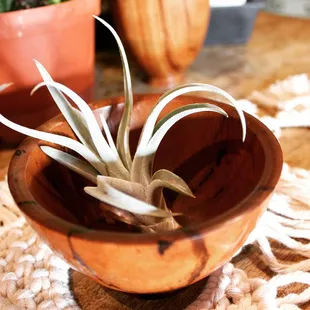 Tillandsias &amp; catchall open vessel by lathe artist Richard Trujillo