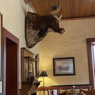  bull head mounted on the wall