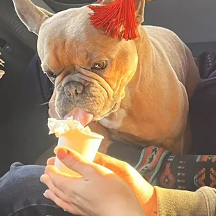 One of the South Fork Coffee Mill's furry friends!