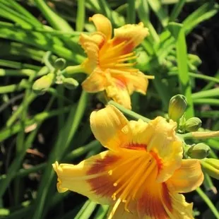 Reblooming Beauties