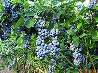 Berry Patch