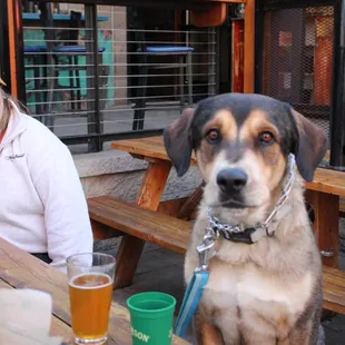 Pups on the patio!