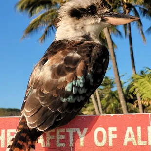 Kookaburra, Tangalooma Island Resort