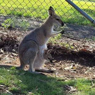 Momma &amp; her kit, New South Wales, Blue Mountain Tour