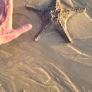 Starfish on the beach, Tangalooma Island Resort