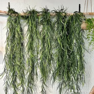 A fern wall!  You have to check it out.