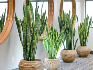 Body Sense And Wellness