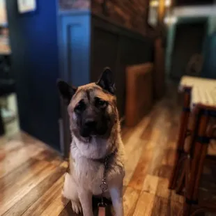 Sora our Akita