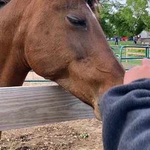 a person petting a horse