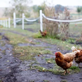 Chickens! And they have horses and cats. The kids love this place!