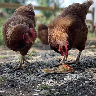 Chickens eating old pizza