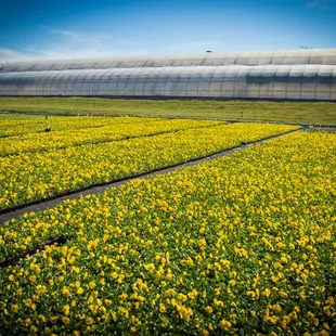 One of our beautiful gardens.