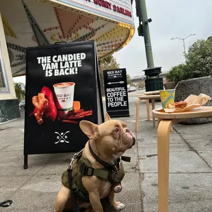 a dog sitting in front of a sign