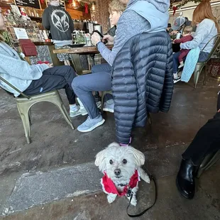 Inside this dog friendly coffee house.