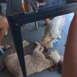 Doggies and beer, what's better?