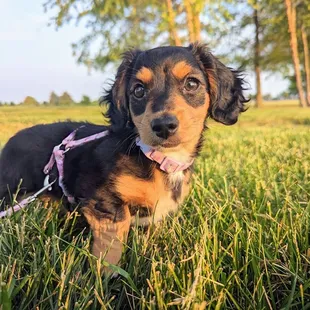 a small black and tan dog laying in the grass