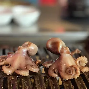 Baby octopus !!!