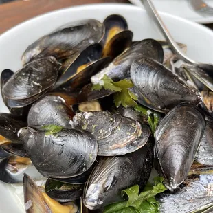 mussels, oysters and mussels, food, shellfish, oysters