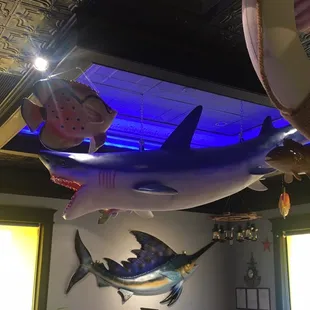 Biggest fish I've seen indoor