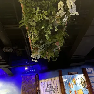 Plants on the ceiling...was I drinking too much? Are they real?