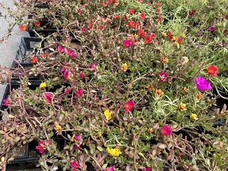 Farmer's Public Market