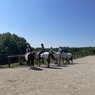Horse